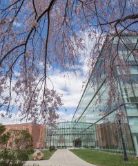 Westfield State University Physician Assistant Program